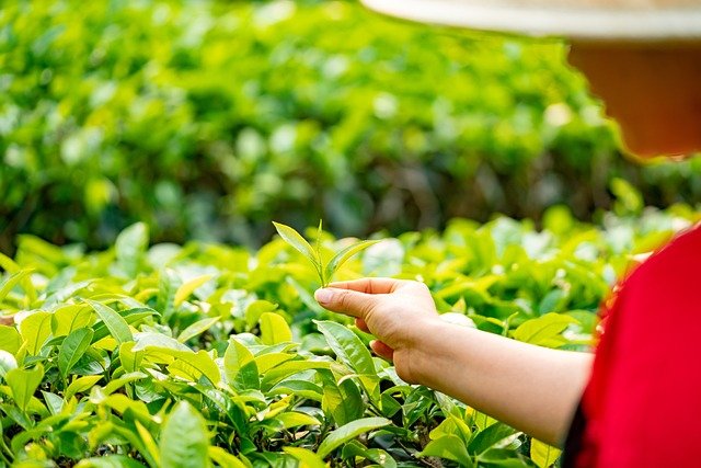 Aabeli Tea | Premium Tea Blends, Combos & Natural Refreshment