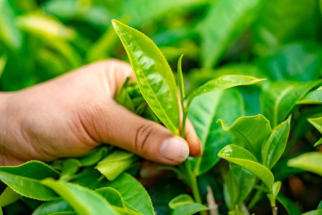 Aabeli Tea | Premium Tea Blends, Combos & Natural Refreshment