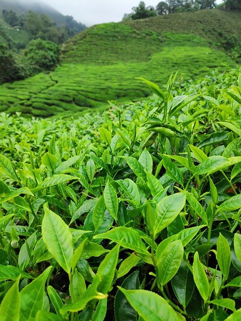 Aabeli Tea | Premium Tea Blends, Combos & Natural Refreshment